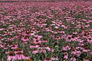 NA, USA, Washington, Trout Lake Echinacea flower field; summer
