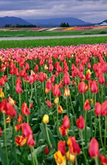 Images Dated 25th August 2005: NA, USA, Washington, Tulip Fields in the Skagit Valley