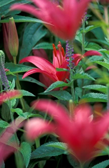 Images Dated 5th January 2005: NA, USA, Washington, Walla Walla, Whitman College Campus, pink Day Lily