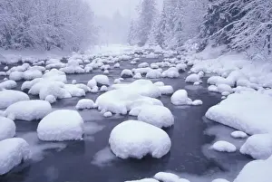 Falling Prints: NA, USA, Washington, Washington Cascades Fresh snowfall on Denny Creek at Snowqualmie