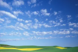 Images Dated 5th January 2005: NA, USA, Washington, Whitman County, Palouse region, golden strip of Canola (rape