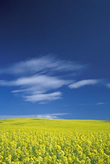 Images Dated 5th January 2005: NA, USA, Washington, Whitman County, Palouse region, Mustard crop
