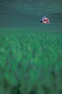 Images Dated 5th January 2005: NA, USA, Washington, Whitman County, Palouse region, red barn in wheatfield