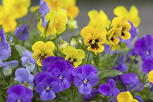 Images Dated 15th May 2005: NA, USA, WashingtonState, Seattle, Backyard Flowers, Lavendar and Yellow Pansies