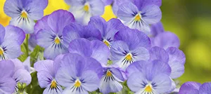 Images Dated 15th May 2005: NA, USA, WashingtonState, Seattle, Backyard Flowers, Lavendar and Yellow Pansies