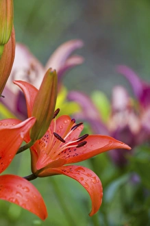 Images Dated 15th July 2005: NA, USA, WashingtonState, Seattle, Backyard Flowers, Red Lilly in Bloom