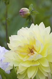 Images Dated 15th July 2005: NA, USA, WashingtonState, Seattle, Backyard Flowers, Yellow Dahlia in bloom