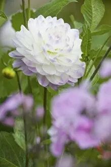Images Dated 15th July 2005: NA, USA, WashingtonState, Seattle, Backyard Flowers, Purple edged White Dahlia in