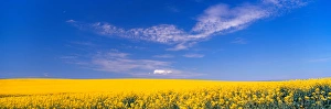 Deep Blue Prints: NA, USA, Washinton State, Canola Field in Bloom