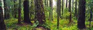 NA, USA, Washinton State, Olympic National Park, Old Growth Forest Sol Duc Rainforest