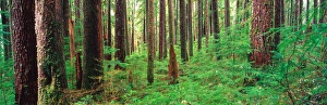 Olympics Prints: NA, USA, Washinton State, Olympic National Park, Sol Duc Rainforest, Old Growth Forest