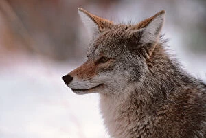 N.A, USA, Wyoming, Grand Teton Nat l Park Coyote