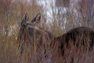 NA, USA, Wyoming, Grant Teton National Park. Moose standing in willows