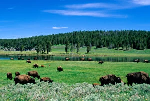 N.A. USA, Wyoming. A herd of buffalo graze in Yellowstone National Park