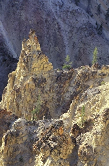 Images Dated 24th August 2004: NA, USA, Wyoming, Yellowstone National Park. Grand Canyon of Yellowstone. Trees
