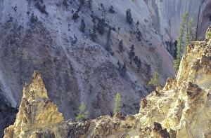 Images Dated 24th August 2004: NA, USA, Wyoming, Yellowstone National Park. Grand Canyon of Yellowstone. Trees