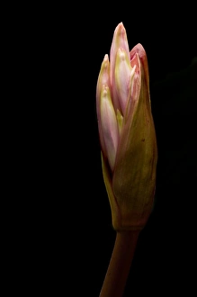 Images Dated 6th August 2006: Naked ladies, Amaryllis belladonna, northern California