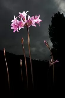 Images Dated 5th August 2006: Naked ladies, Amaryllis belladonna, northern California