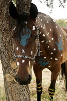 Tribe Prints: Nambe Pueblo, New Mexico, United States. Preparing horses for war dance
