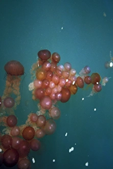 Walvis Bay Prints: Nambia, Walvis Bay. Floating jellyfish