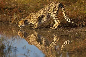 Jim Zuckerman Prints: Namibia. Adult cheetah drinking and reflecting in water