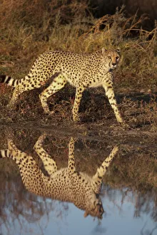 Predatory Prints: Namibia. Adult cheetah reflecting in water