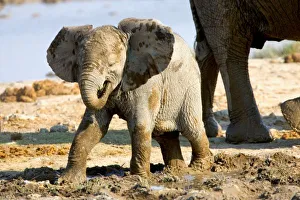 Etosha Pan Prints: Namibia, Africa