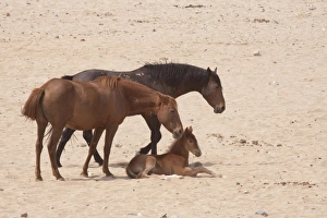 Lying Prints: Namibia, Aus. A family of wild horses on the Namib Desert