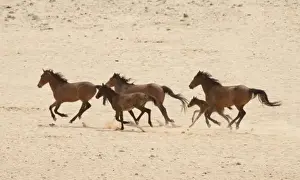 Feral Prints: Namibia, Aus. Group of running wild horses on the Namib Desert