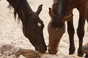 Namibia, Aus. Wild horses of the Namib Desert chewing on a piece of wood