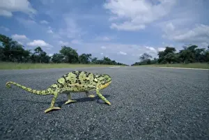 Namibia, Caprivi Strip, Flap-necked Chameleon (Chamaeleo dilepis) runs across road