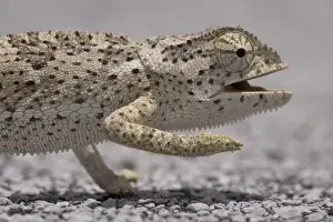 Fear Prints: Namibia, Caprivi Strip. Flap Necked Chameleon (Chamaeleo dilepis) walking across highway