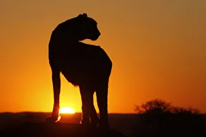 Jim Zuckerman Prints: Namibia. Cheetah silhouette at sunset