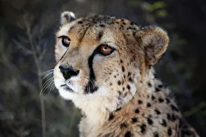 Namibia. Close up of a cheetah