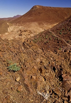Damaraland Prints: Namibia: Damaraland, Huab Valley, near Kuidas Camp, wildflowers and plantlife growing