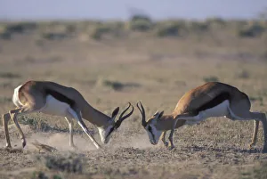 Namibia, Etosha