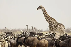 Images Dated 30th August 2009: Namibia, Etosha