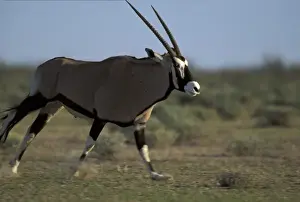 Animal Behavior Prints: Namibia, Etosha National Park, Adult Gemsbok (Oryx gazella) running on flat plains