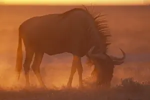 Namibia, Etosha National Park, Blue Wildebeest (Connochaetes taurinus) feeds on desert