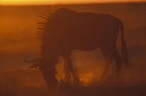 Hungry Prints: Namibia, Etosha National Park, Blue Wildebeest (Connochaetes taurinus) feeds on desert