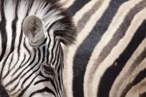 Etosha Np Prints: Namibia, Etosha National Park. Details of two zebras