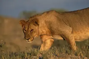 Lincoln Peak Prints: Namibia, Etosha National Park, Female Lion (Panthera leo) walks over sand dunes