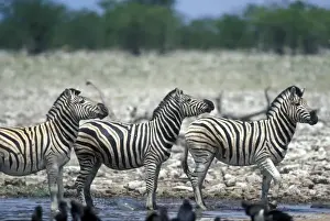 Animal Behavior Prints: Namibia, Etosha National Park, Herd of Plains Zebra (Equus burchelli) stand at water hole