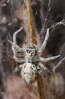 Scary Prints: Namibia, Etosha National Park. Macro close-up of spider feeding on moth captured