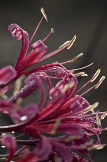 Rainy Season Prints: Namibia, Etosha National Park. Macro detail of pink wildflowers during rainy season