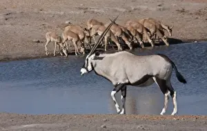 Etosha Np Prints: Namibia, Etosha National Park. Oryx and black-faced impala at Chudop waterhole