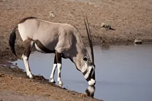Namibia, Etosha National Park. Oryx drinking at a waterhole
