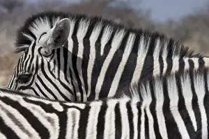 Back Prints: Namibia, Etosha National Park. Patterns formed by two zebras standing beside each other