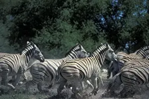 Stripes Prints: Namibia, Etosha National Park, Plains Zebra herd (Equus burchelli) run in water hole