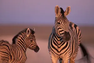 Namibia, Etosha National Park, Plains Zebra mother and foal at dawn in desert near Etosha salt pan